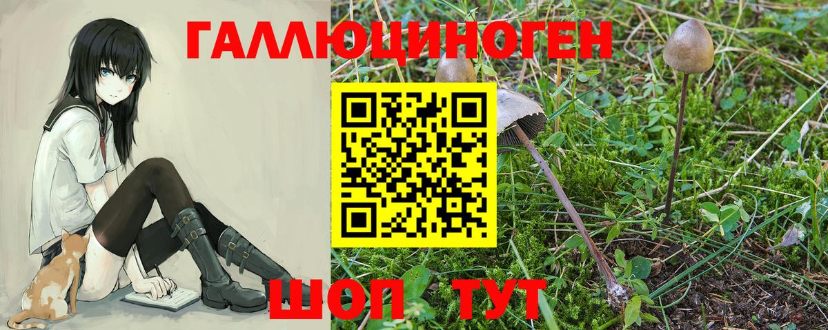 Галлюциногенные грибы Psilocybine cubensis  Борзя 